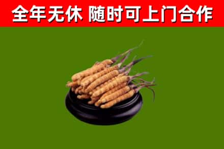 孟州市烟酒回收冬虫夏草.jpg